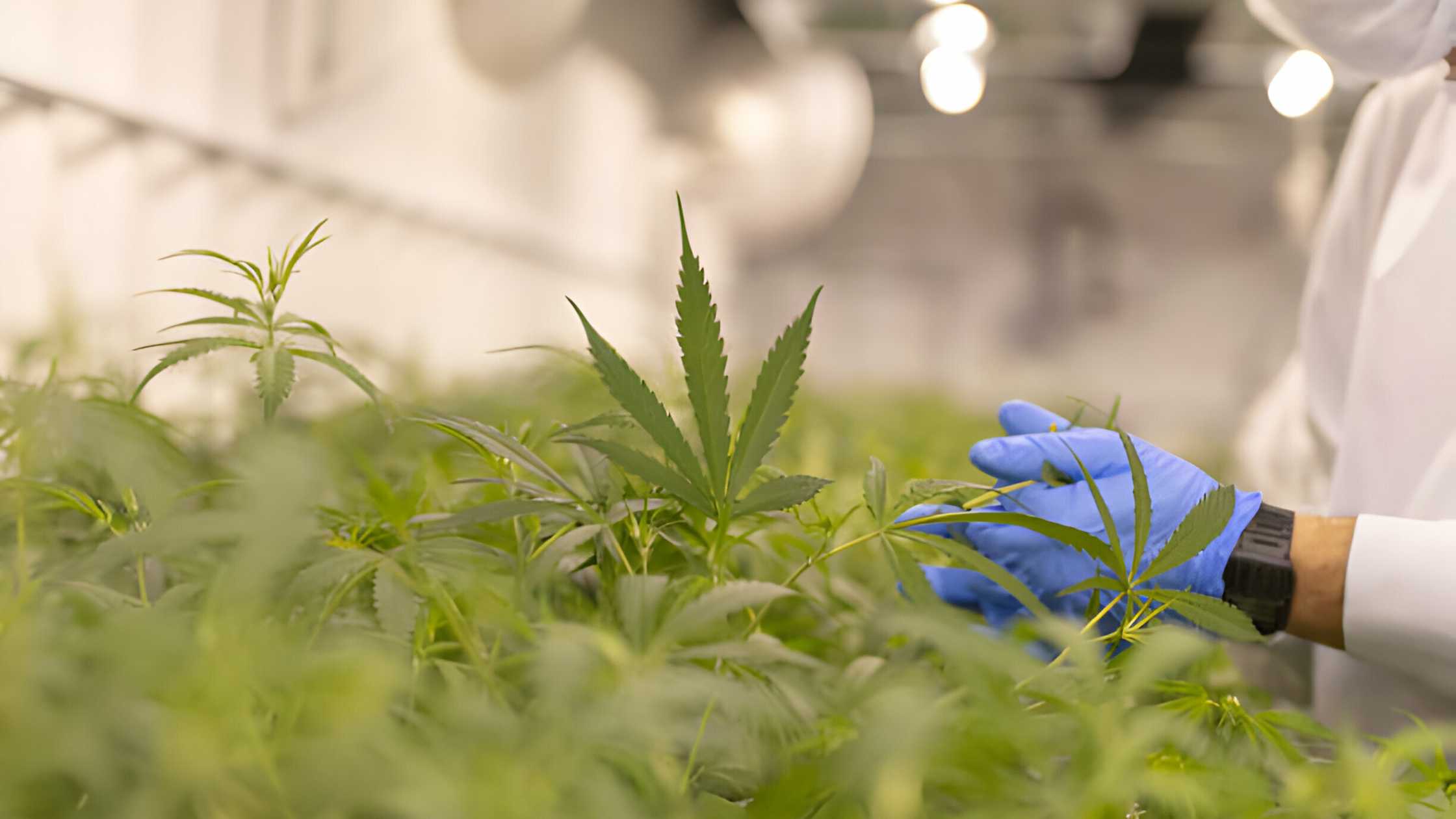 How to Grow Legal Cannabis