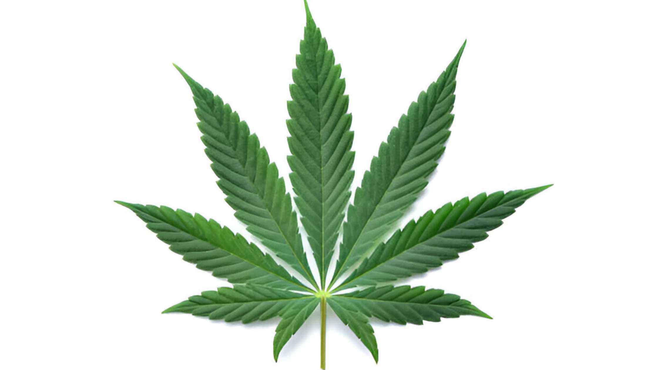 Cities in Colorado, Rhode Island Discard Recreational Cannabis