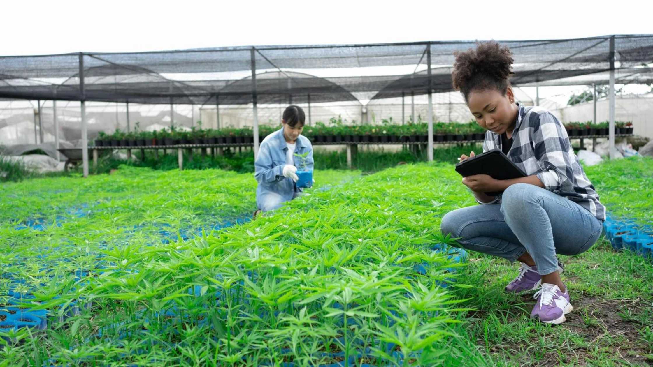 Study for a Cannabis Farming Career