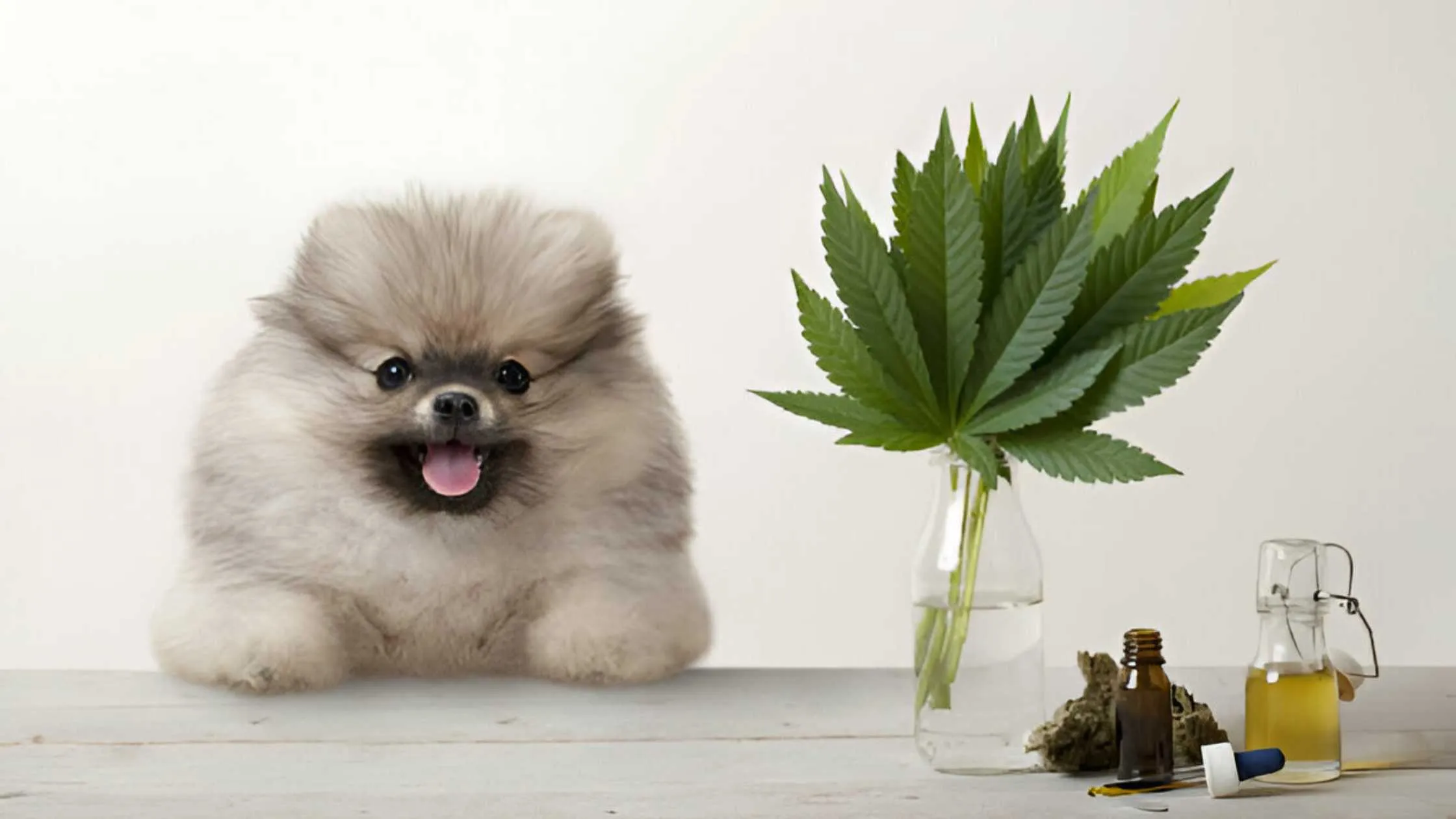 A Great Leap Forward for Pet CBD!