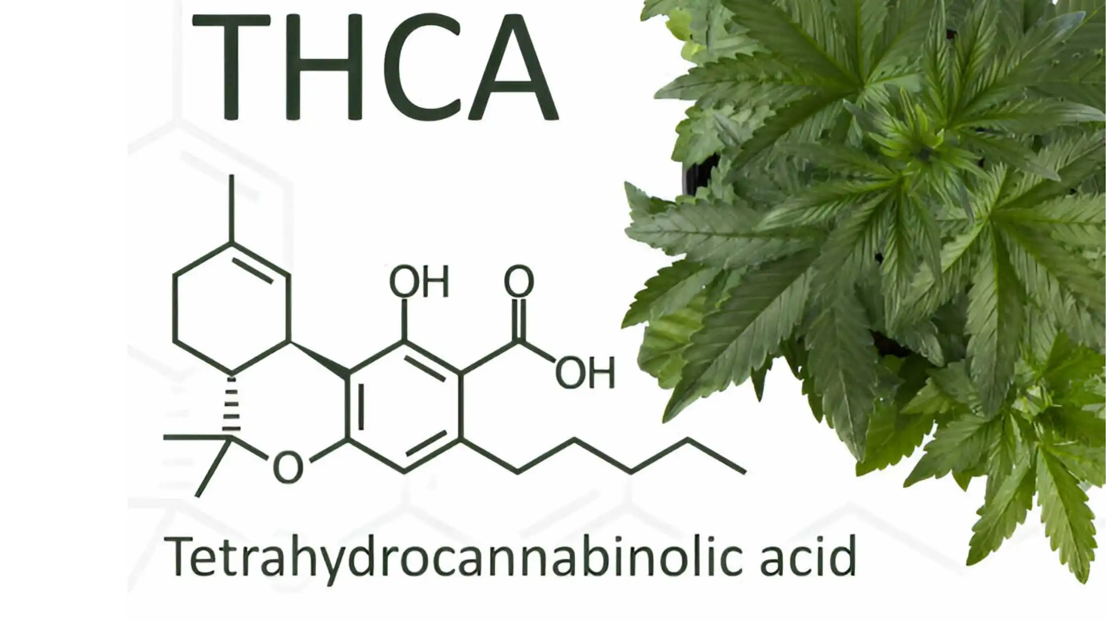 What is THCa & How to Use It?