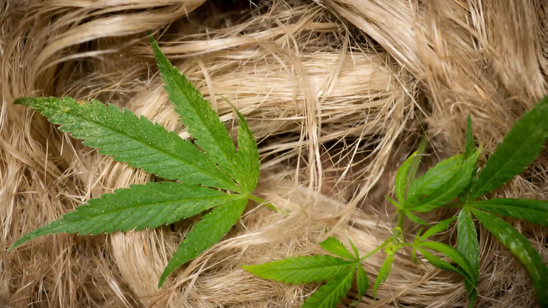 Hemp Clothing Has Taken The Media By Storm And Here Is Why