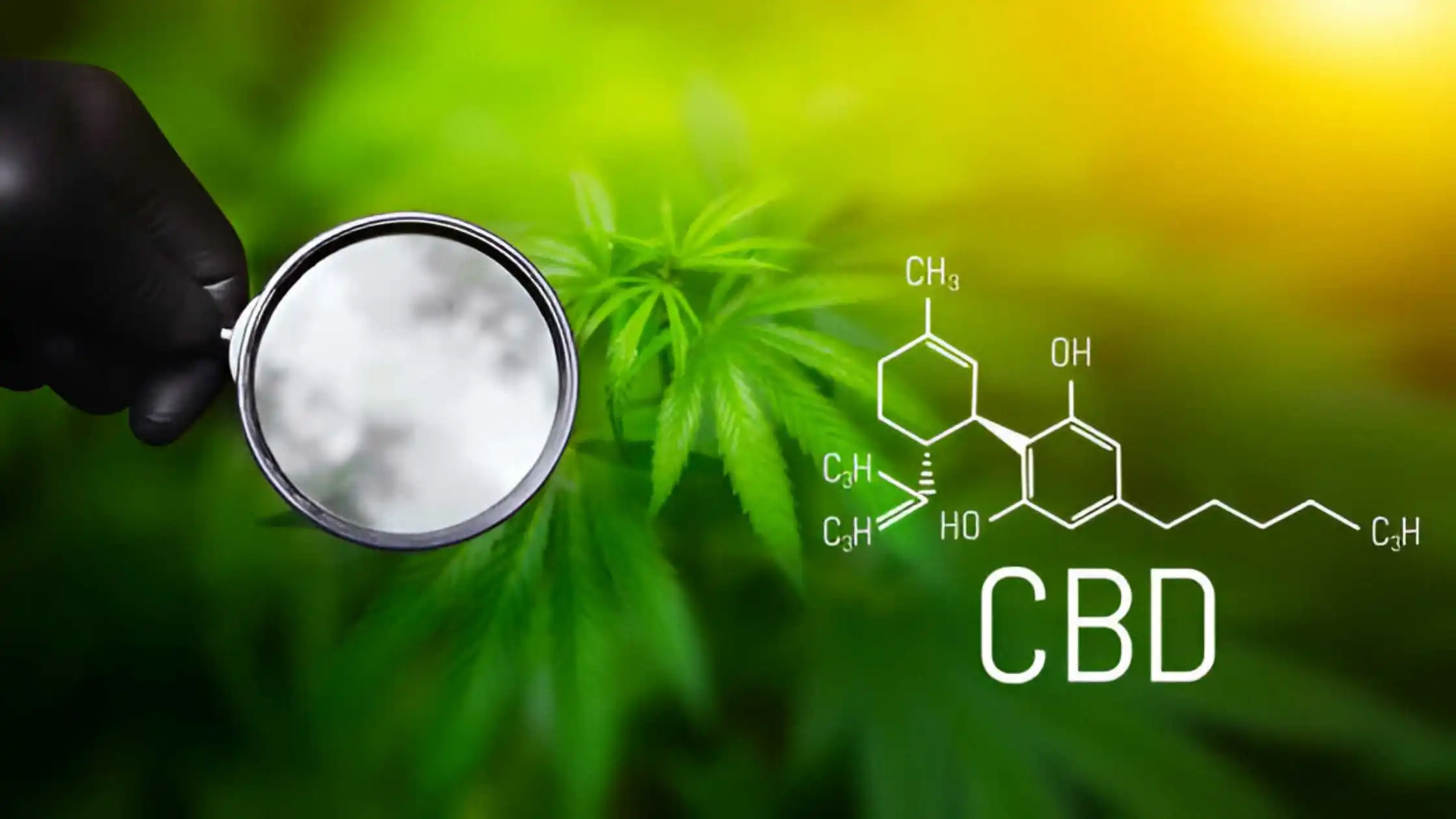 CBD: Does it cause a high?