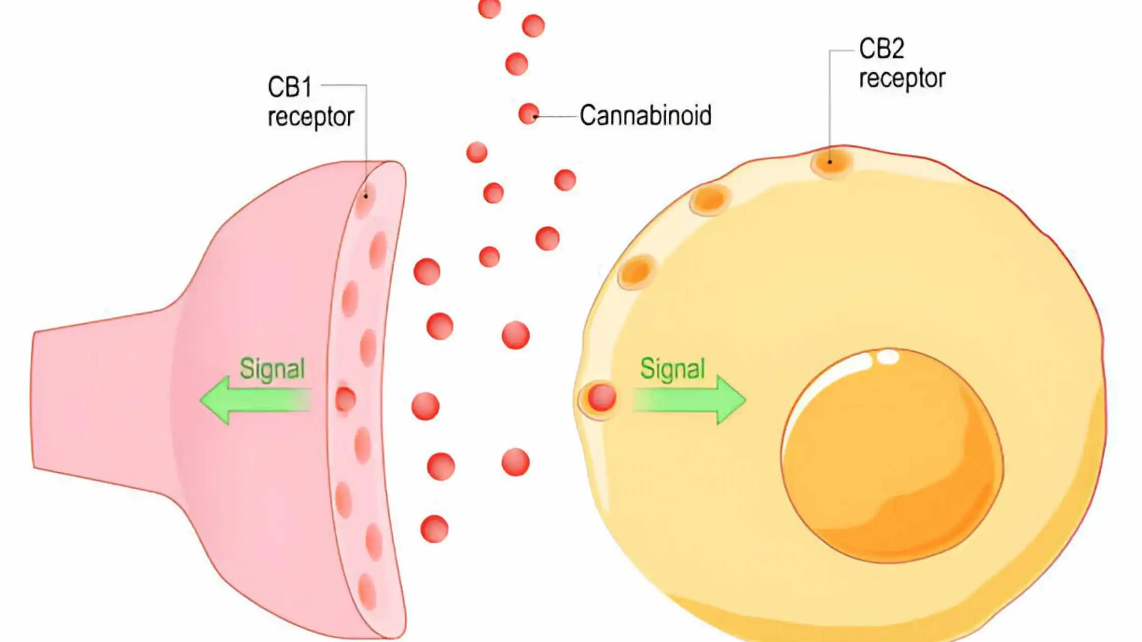 Cannabinoid CB1 & CB2 Receptors