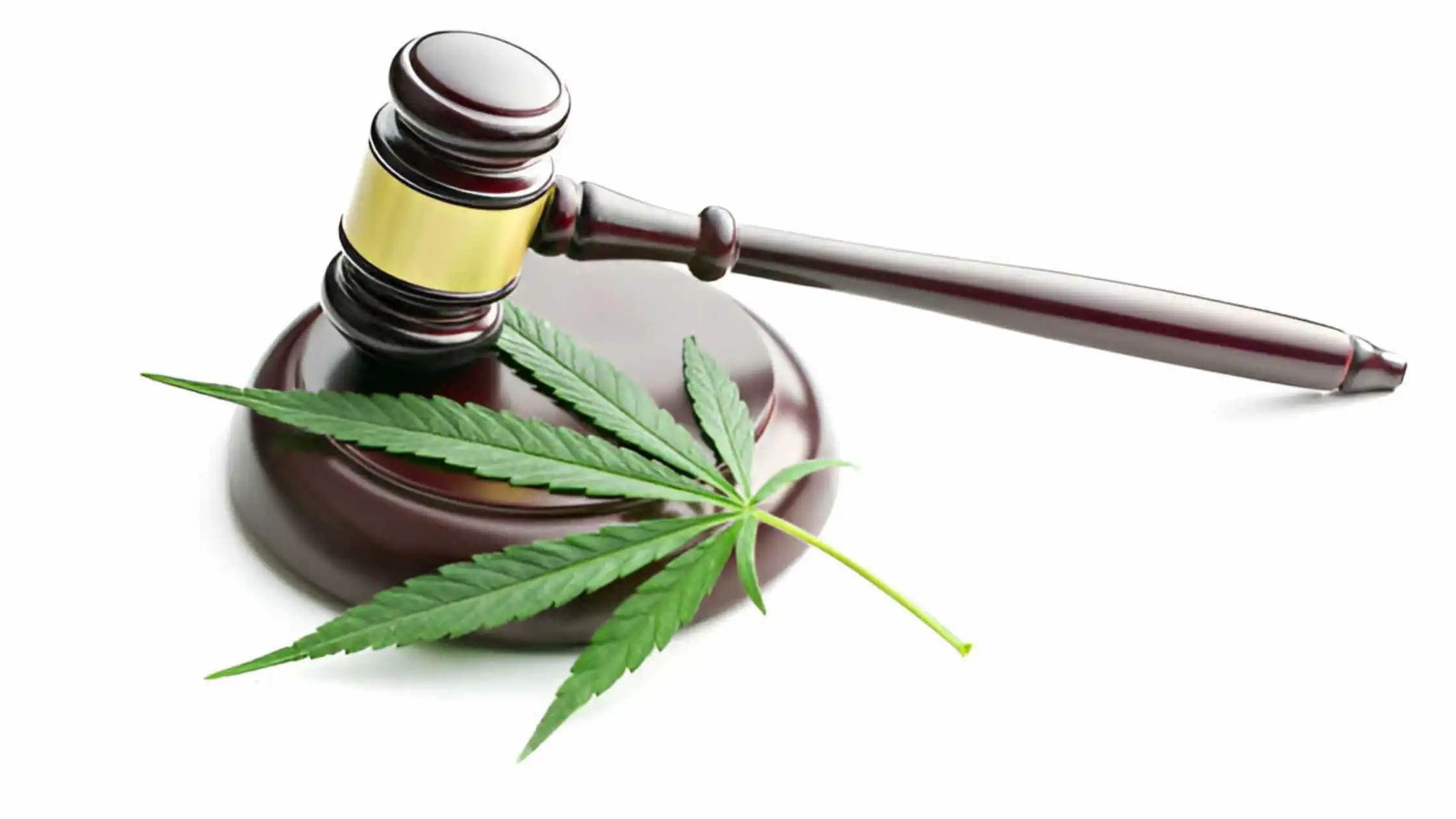 Jury Scrambles upon Cannabis Bank in Cann Distributors Case