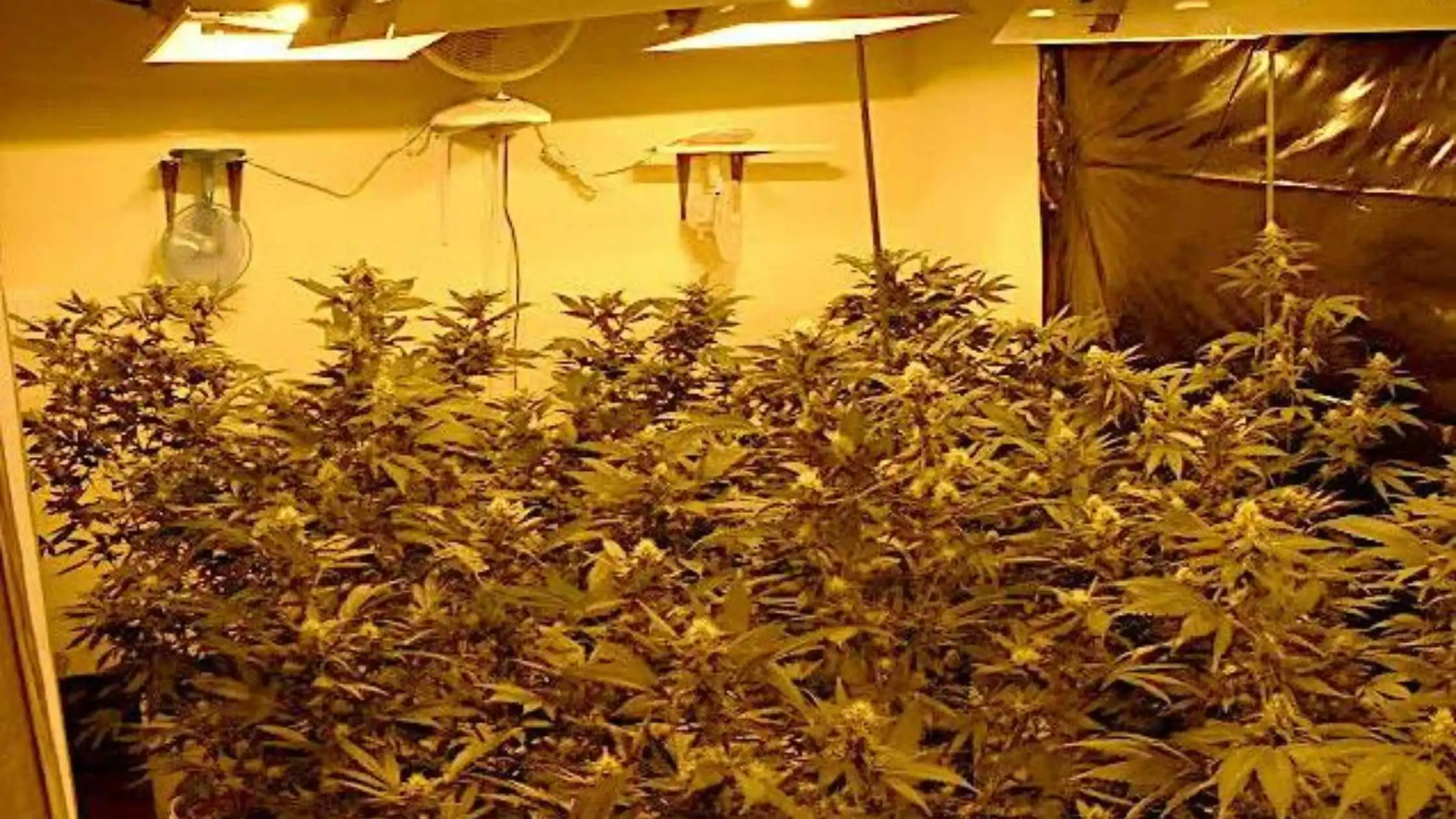 Cannabis Indoors Garden