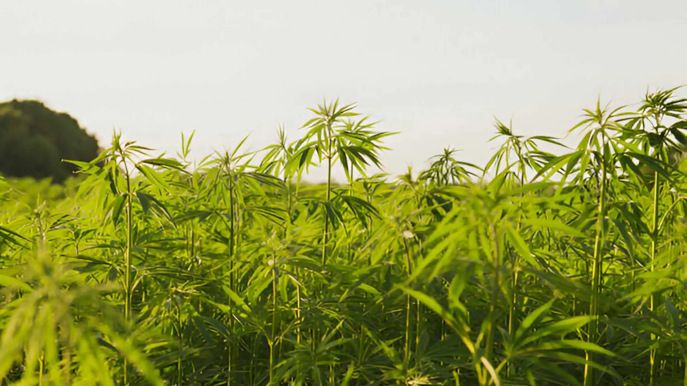 What to know about hemp plants?