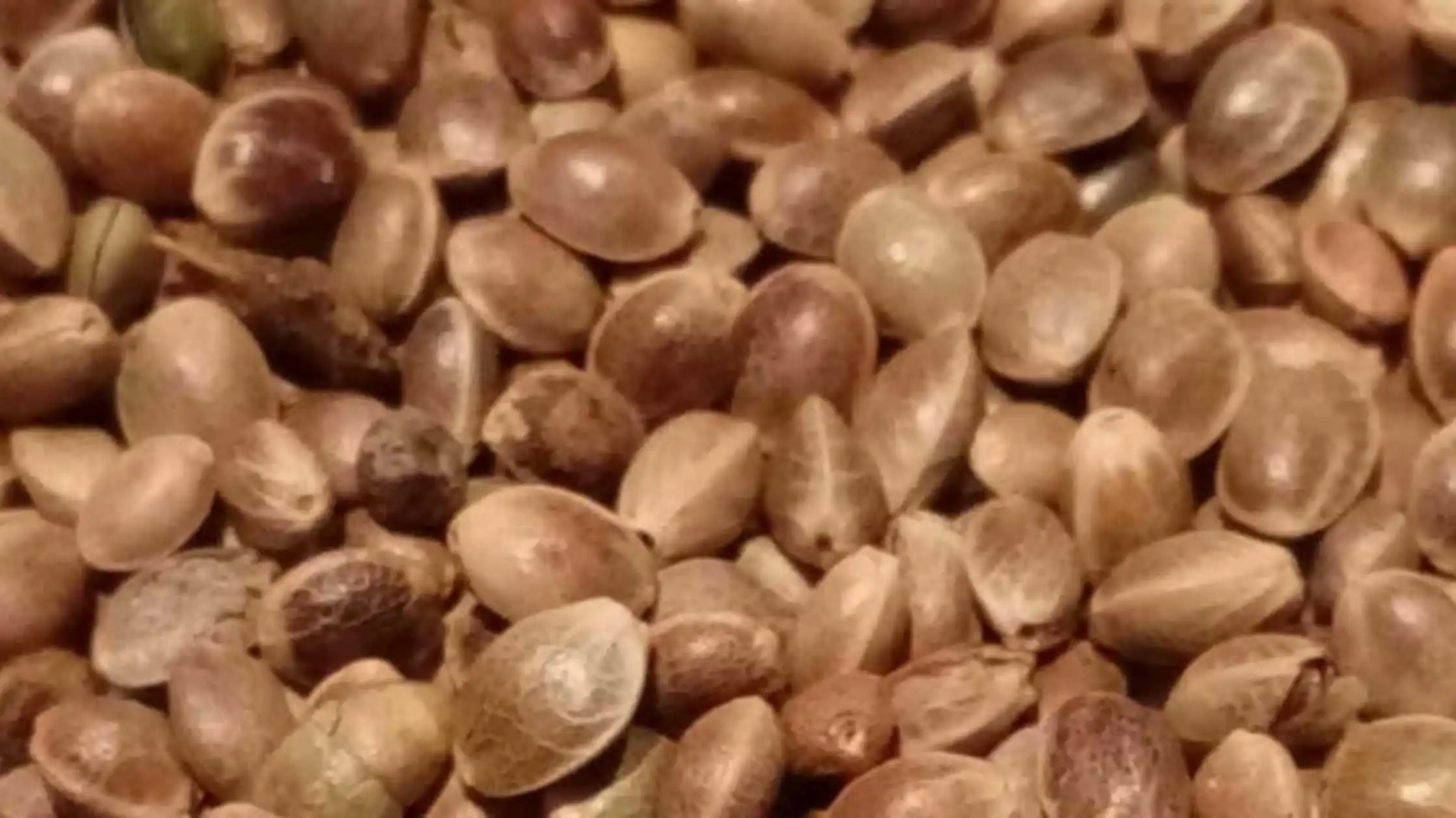 New Guidelines on Hemp Planting Seeds in Europe Highlights “Major Modification”