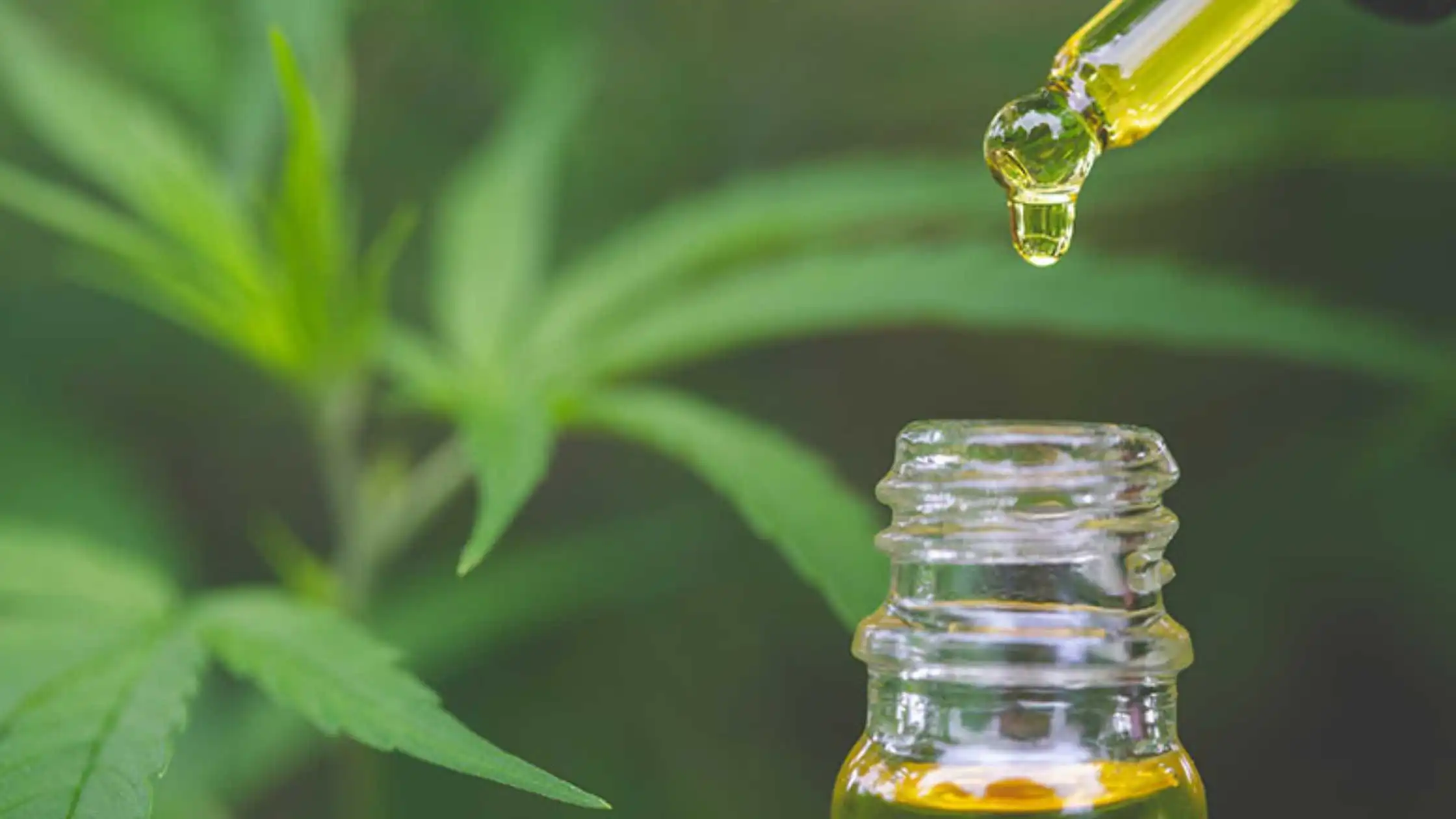 UK’s Maiden Approval for CBD Helps Rollout of Nearly 6000 New Products