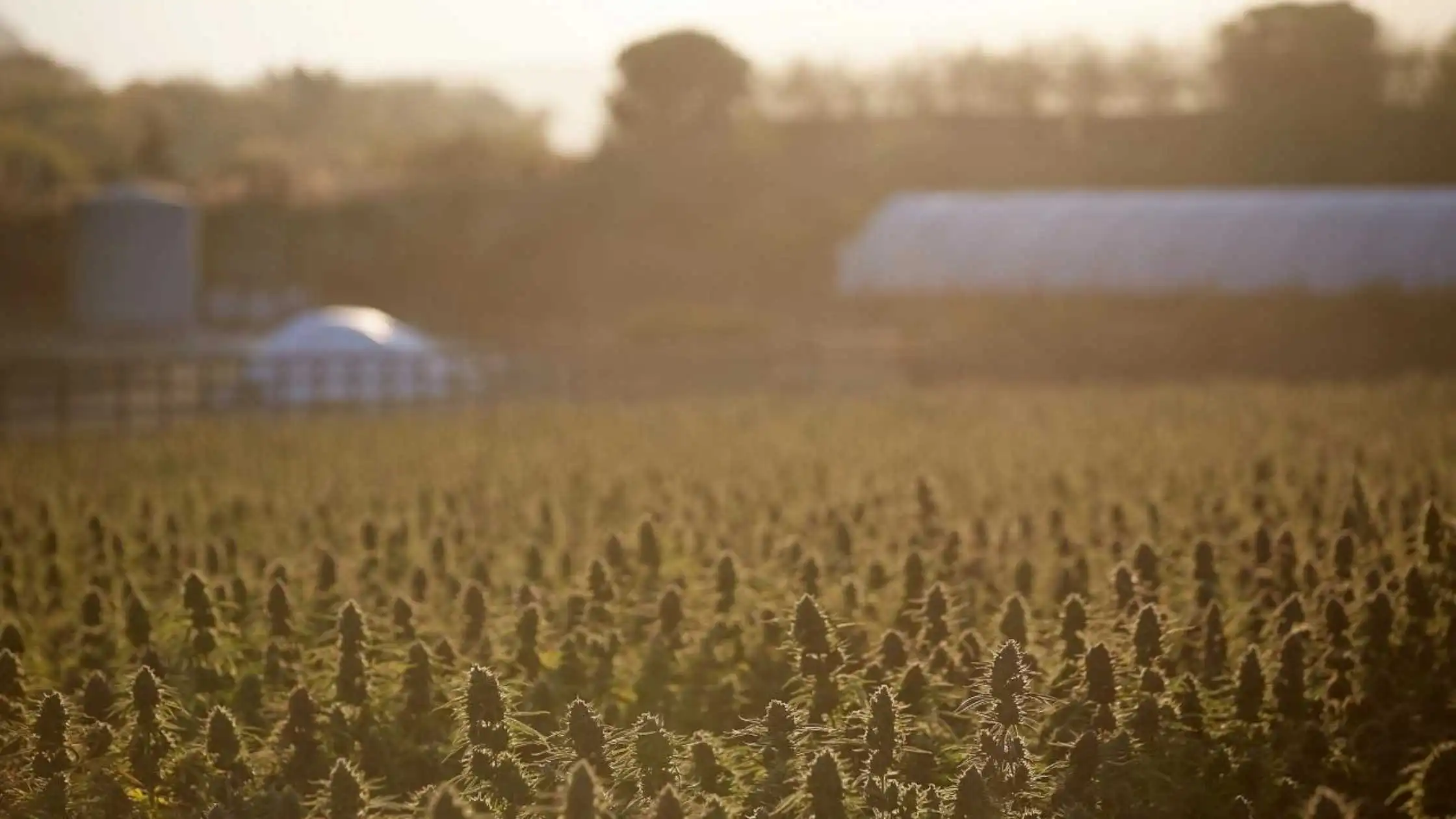 California Cannabis farmers Decry to Evade Unexpected Extinction Event