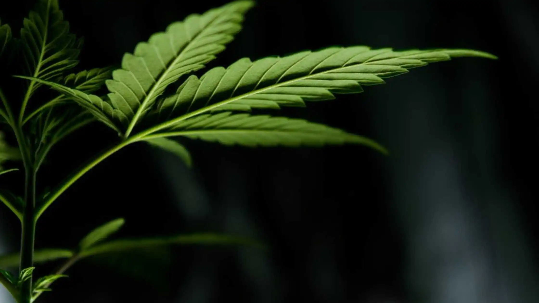 Mississippi Legislature Approves Medical Marijuana Bill, Governor’s Support Pending