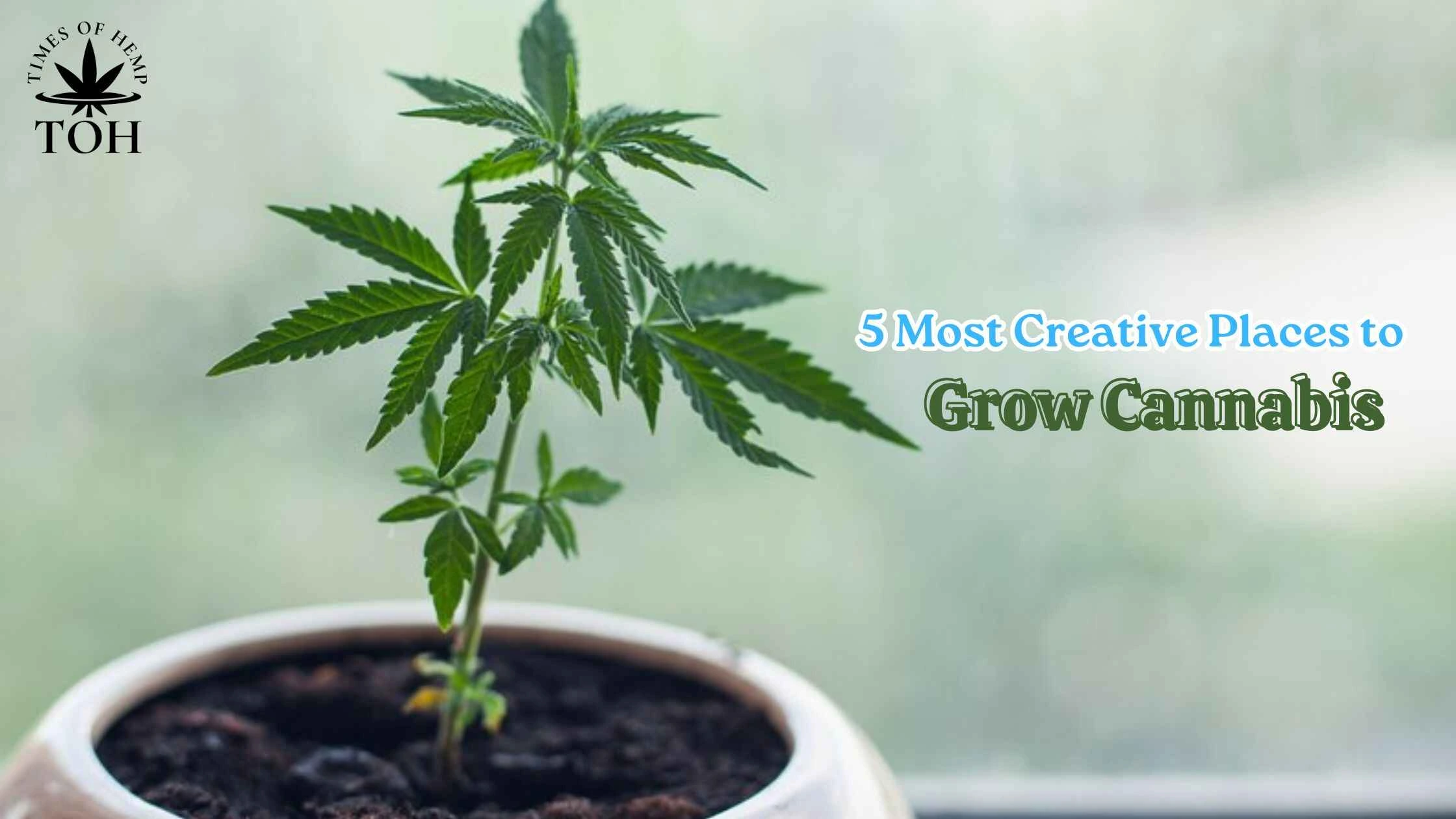 5 Most Creative Places to Grow Cannabis