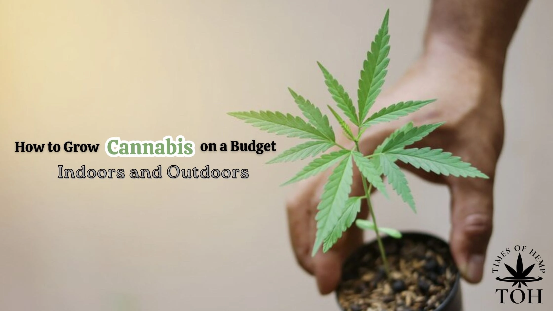 How to Grow Cannabis on a Budget