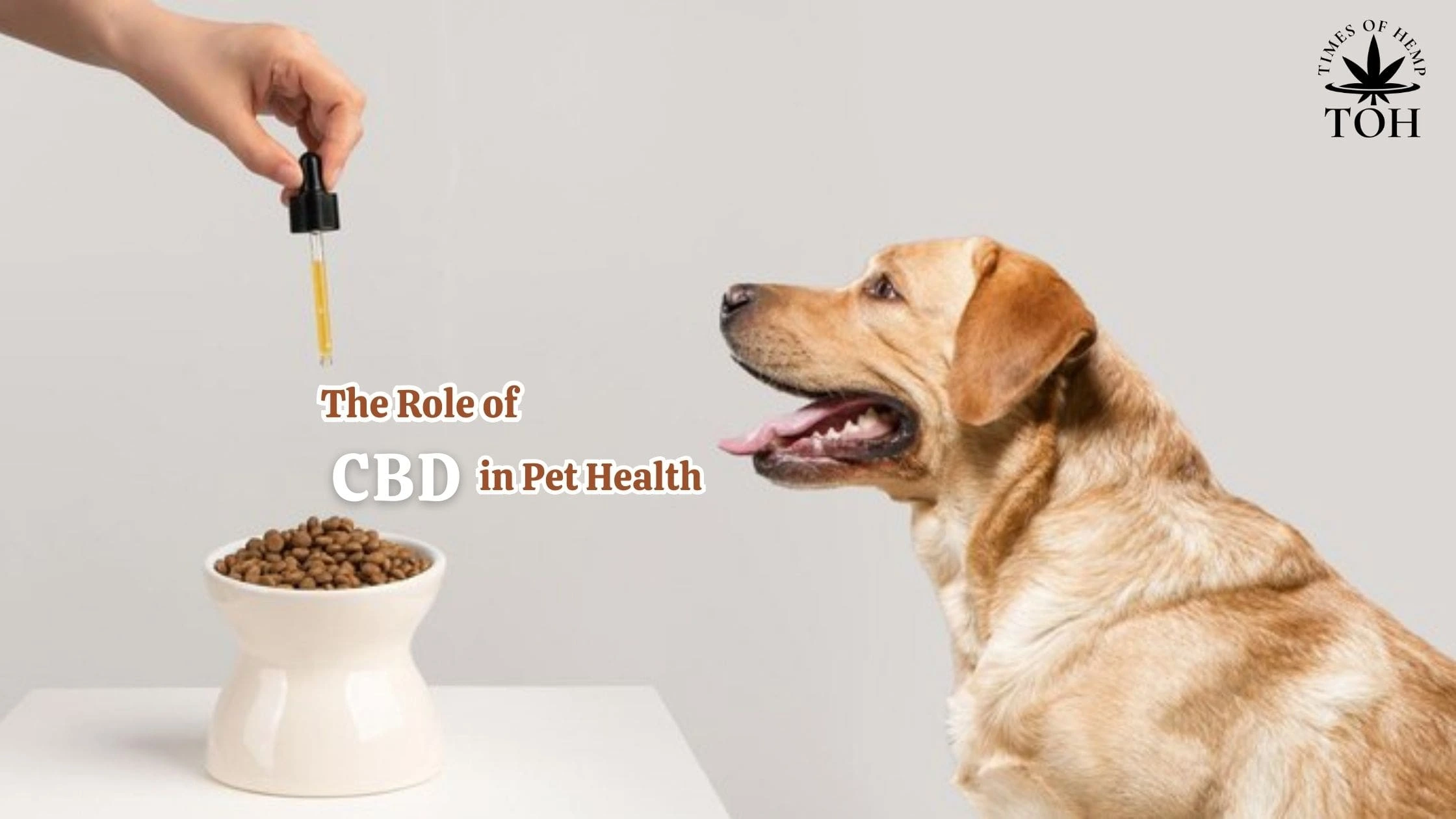 The Role of CBD in Pet Health