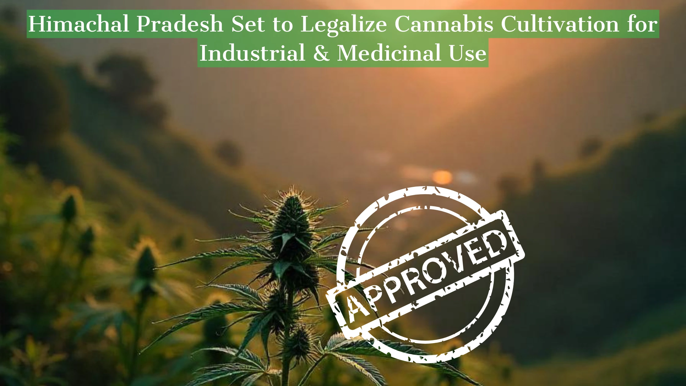 Himachal Pradesh Legalizes Cannabis for Industry & Medicine