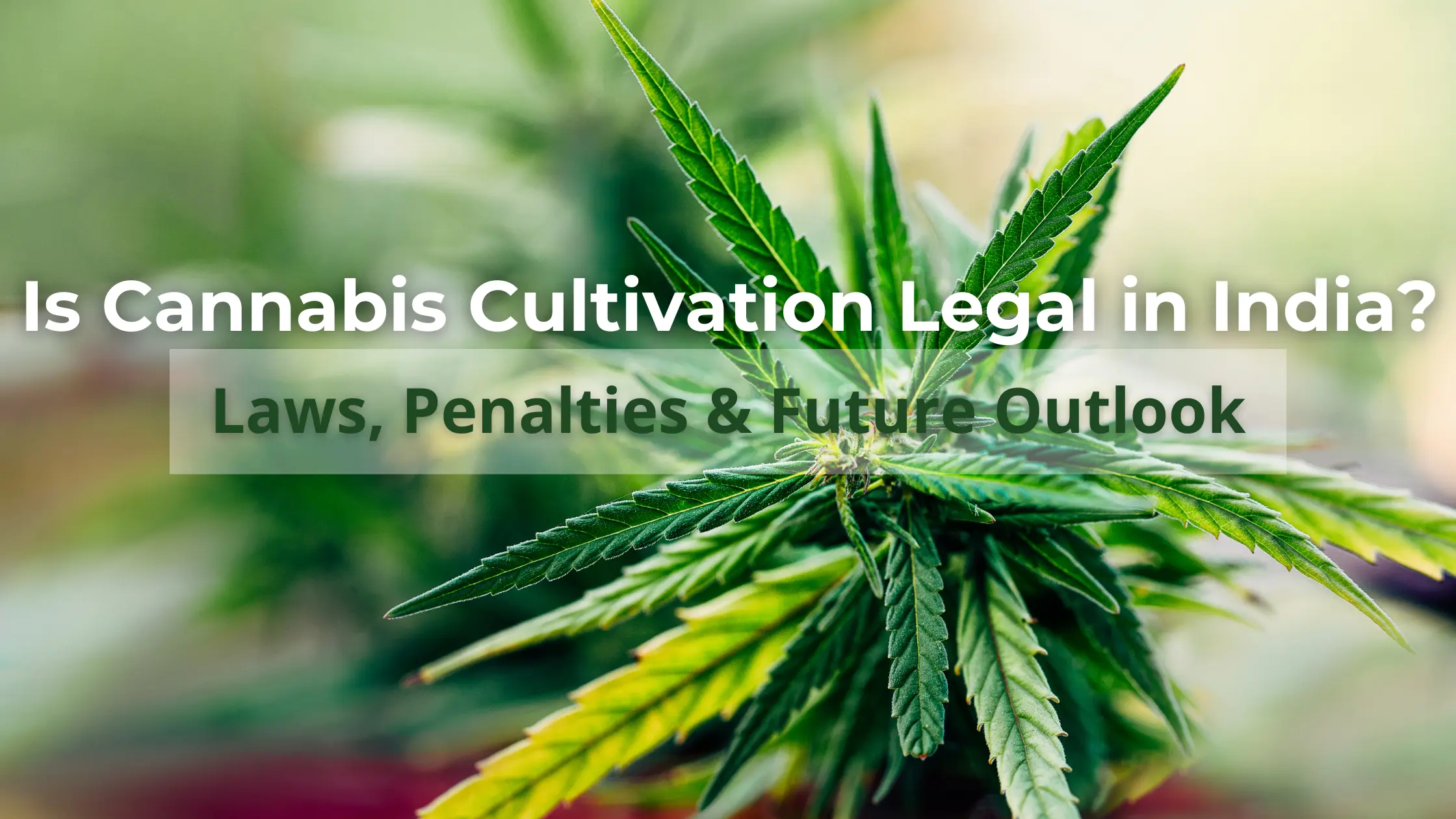 Is Cannabis Legal in India